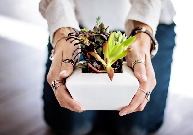 A person's hands holding a pot of plants